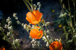 photo thumbnail #12