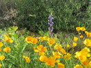 photo thumbnail #13
