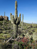 photo thumbnail #5