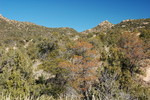 photo thumbnail #11
