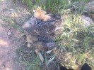 photo thumbnail #7