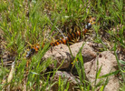 photo thumbnail #8