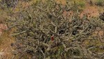 photo thumbnail #6