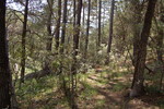 photo thumbnail #11