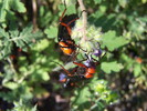 photo thumbnail #14