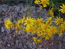 photo thumbnail #15