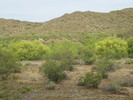 photo thumbnail #5
