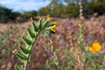 photo thumbnail #15
