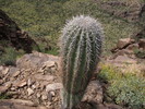 photo thumbnail #4