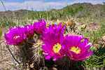 photo thumbnail #13