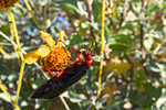 photo thumbnail #8