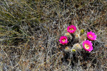 photo thumbnail #5