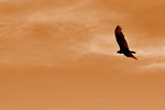 photo thumbnail #15