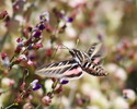 photo thumbnail #14