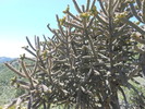 photo thumbnail #7