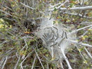 photo thumbnail #13