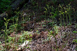 photo thumbnail #11