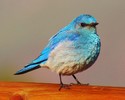 photo thumbnail #9