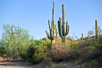 photo thumbnail #5