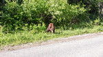 photo thumbnail #5