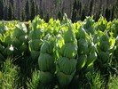 photo thumbnail #11