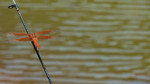 photo thumbnail #3