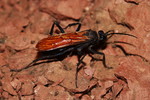 photo thumbnail #3
