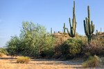 photo thumbnail #4