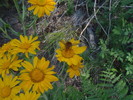 photo thumbnail #5