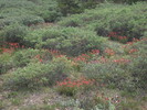 photo thumbnail #14