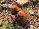 photo thumbnail #5
