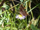 photo thumbnail #15