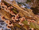 photo thumbnail #9
