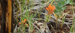 photo thumbnail #13