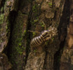 photo thumbnail #15
