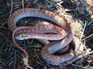 photo thumbnail #2