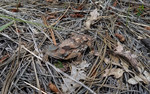 photo thumbnail #13