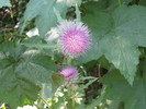 photo thumbnail #10