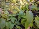 photo thumbnail #6