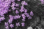 photo thumbnail #5
