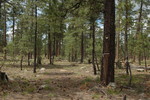 photo thumbnail #14