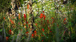 photo thumbnail #13
