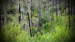 photo thumbnail #4