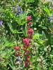 photo thumbnail #12