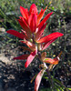 photo thumbnail #4