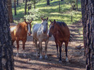 photo thumbnail #14