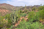 photo thumbnail #8
