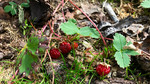 photo thumbnail #9