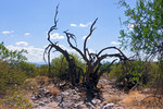 photo thumbnail #10
