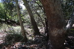 photo thumbnail #8